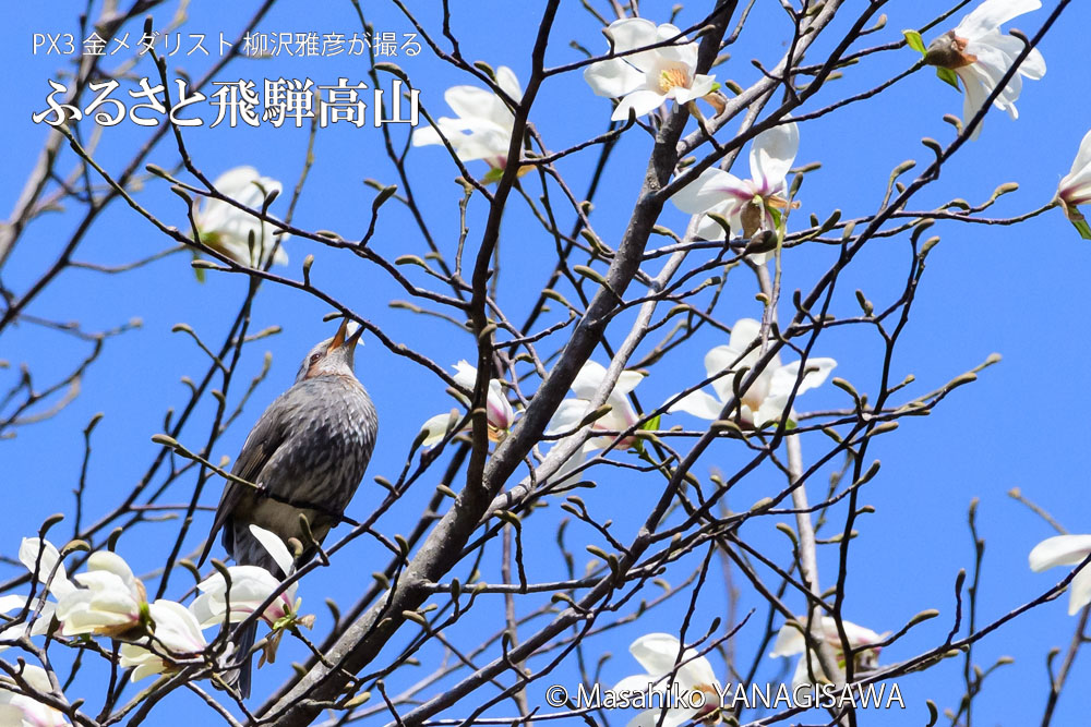 春の飛騨高山(コブシの花びらを食べるヒヨドリ)
　撮影・柳沢雅彦