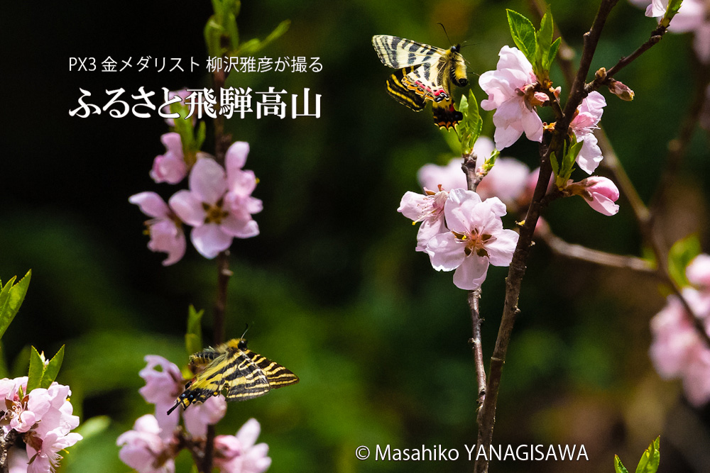 桜の花に来たギフチョウ　撮影・柳沢雅彦