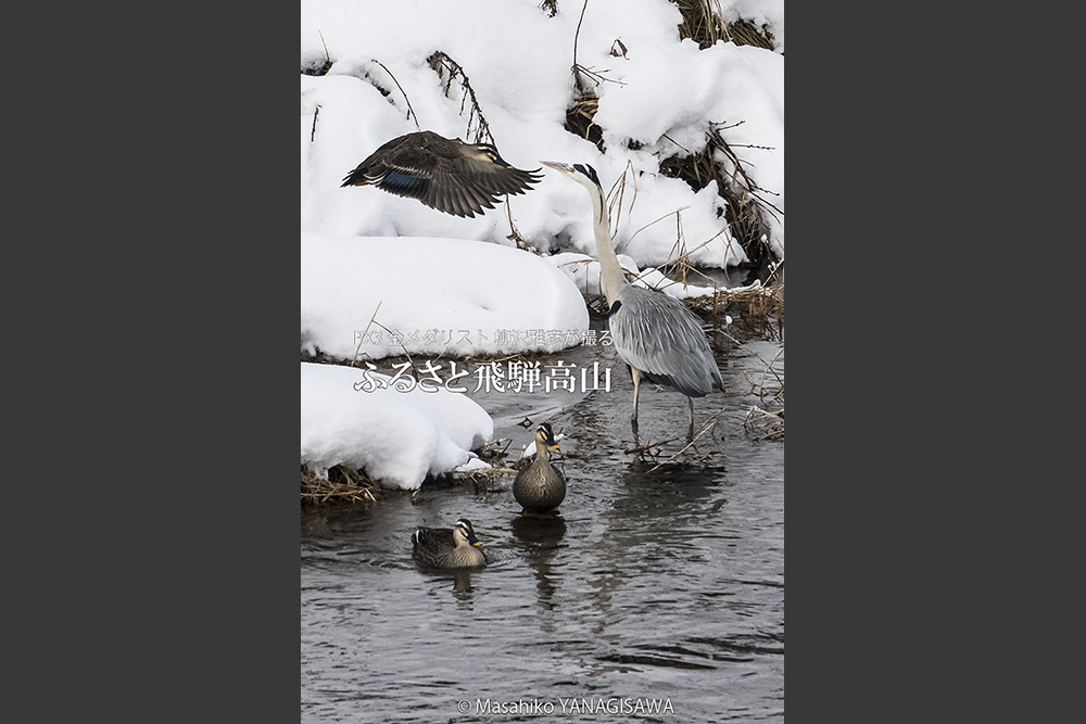 飛騨高山の雪景色(カルガモ、アオサギ)　撮影・柳沢雅彦