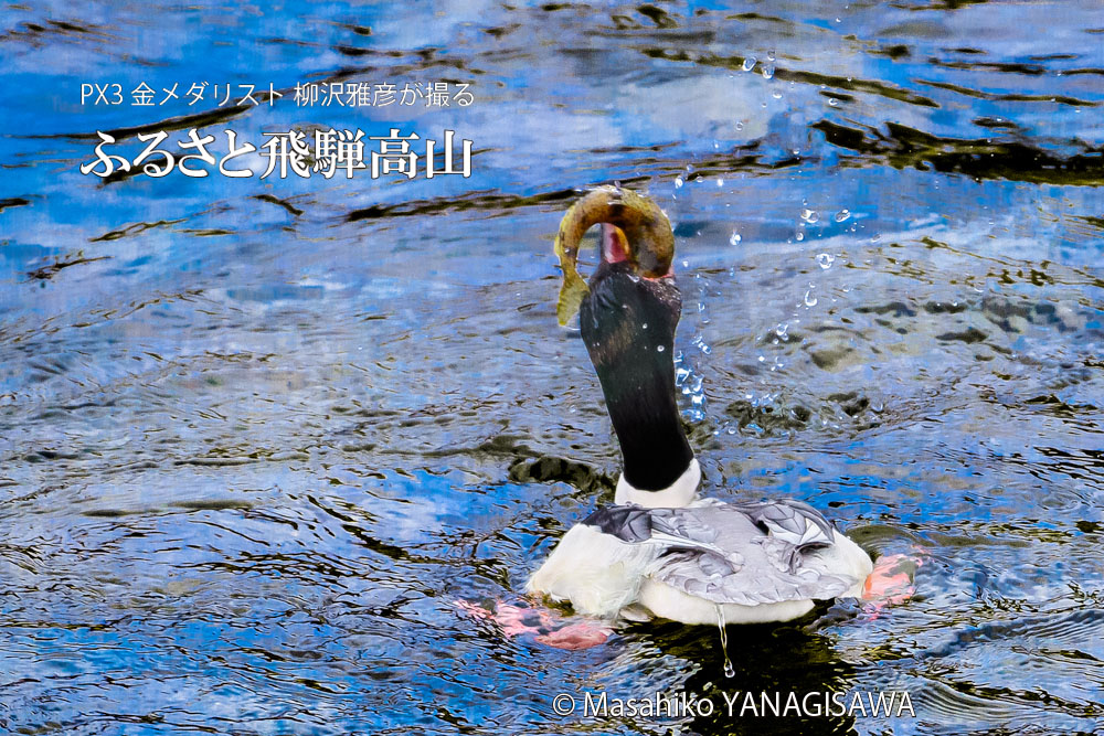 宮川で獲物を咥えたカワアイサ雄　撮影・柳沢雅彦