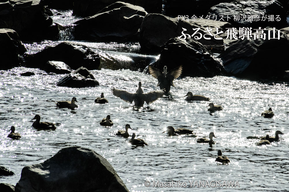 冬の飛騨高山(カルガモの群れ)　撮影・柳沢雅彦
