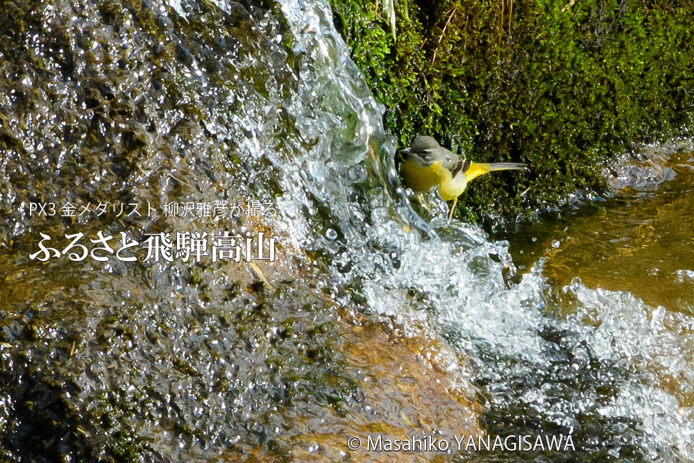 冬の飛騨高山(キセキレイ)　撮影・柳沢雅彦