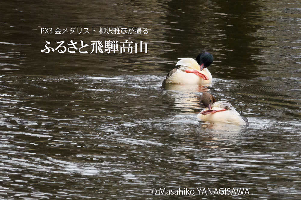 仲睦まじいカワアイサ雄と雌　撮影・柳沢雅彦