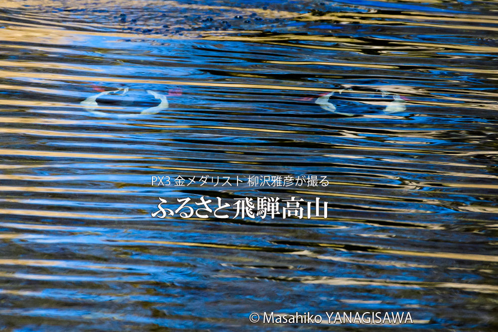 宮川に現れた大きな目玉。その正体は潜水するカワアイサの雄２羽でした。　撮影・柳沢雅彦