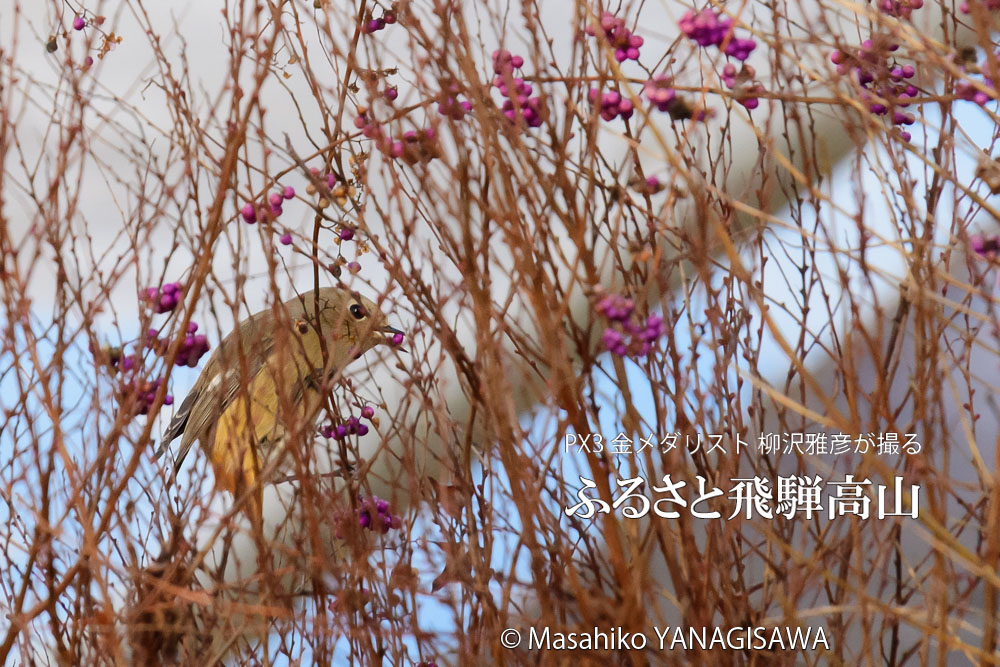 冬の飛騨高山(ジョウビタキ雌)　撮影・柳沢雅彦