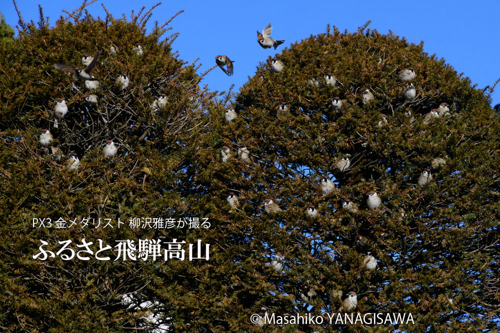 にぎやかな「スズメの学校」　撮影・柳沢雅彦