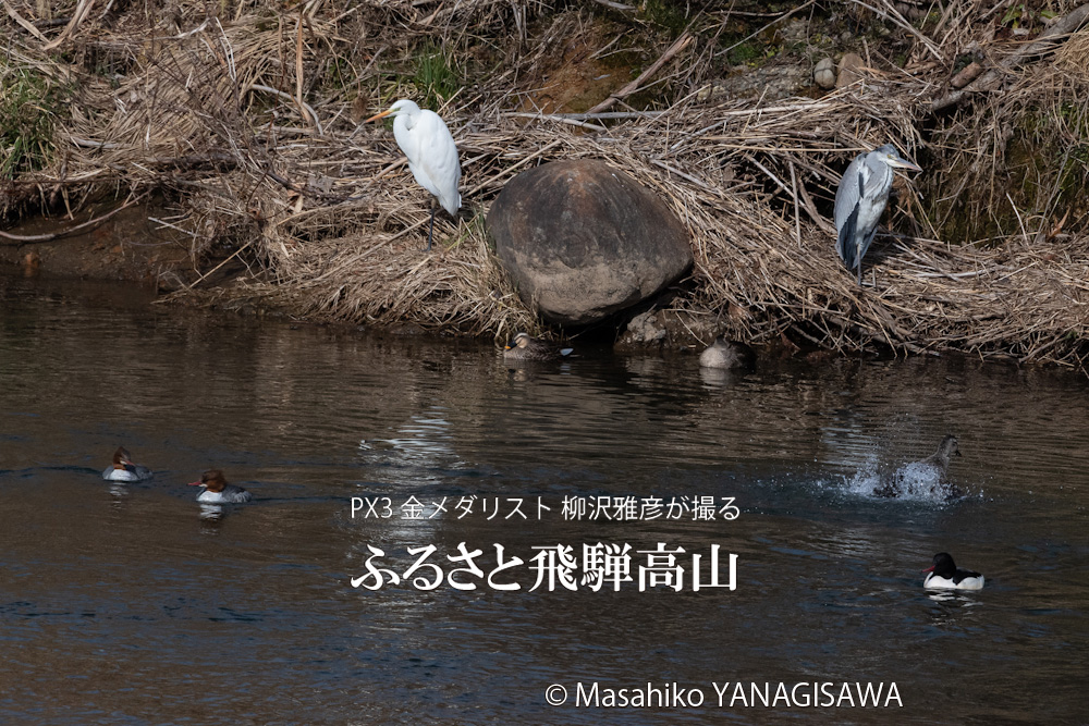 冬の飛騨高山は野鳥の宝庫(ダイサギ、アオサギ、カワアイサ、カルガモ) 　撮影・柳沢雅彦