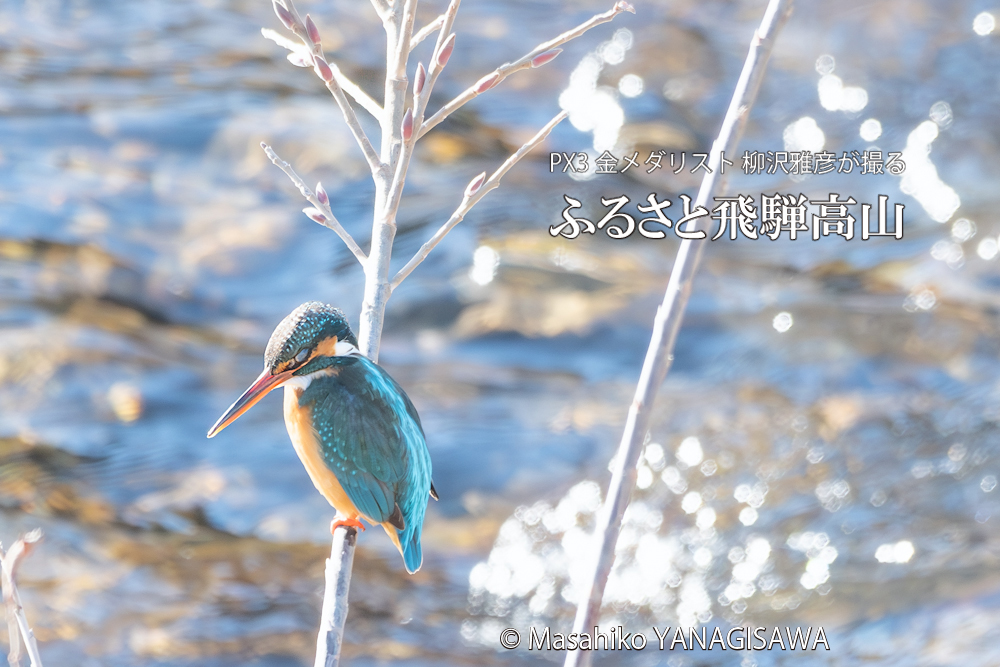 　撮影・柳沢雅彦