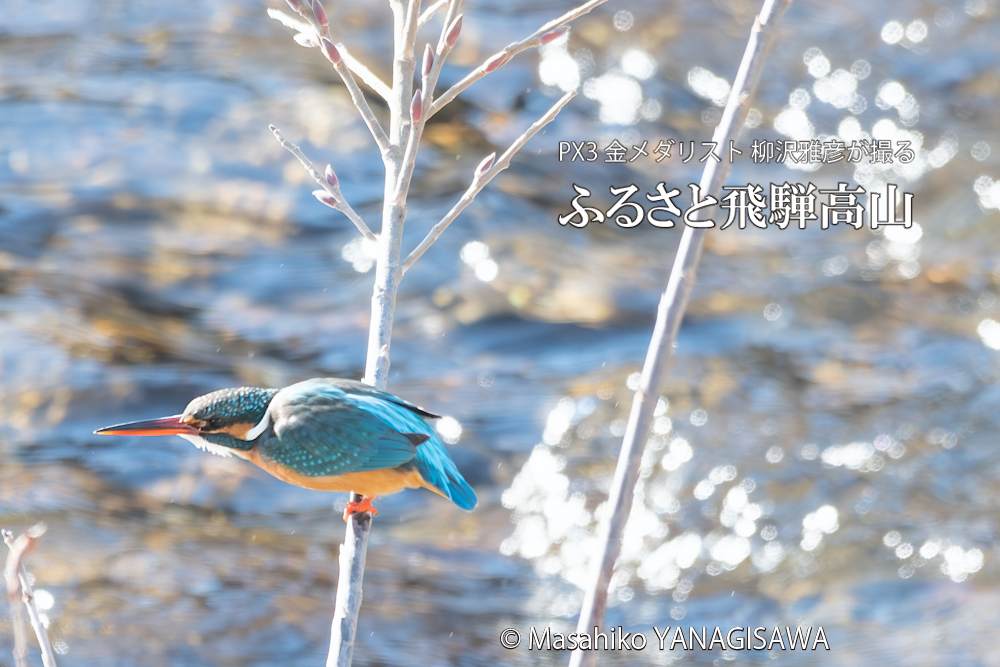 　撮影・柳沢雅彦