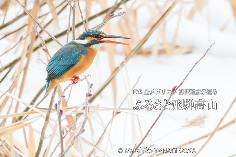 　撮影・柳沢雅彦