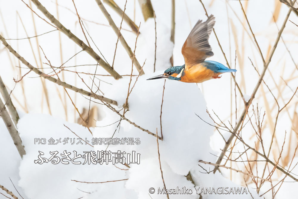 　撮影・柳沢雅彦