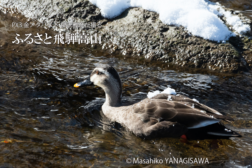 　撮影・柳沢雅彦