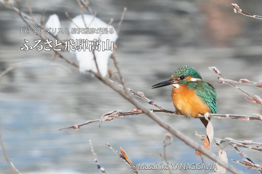 　撮影・柳沢雅彦