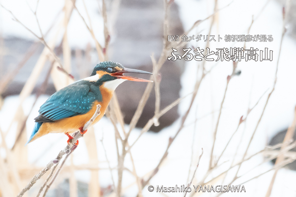 　撮影・柳沢雅彦