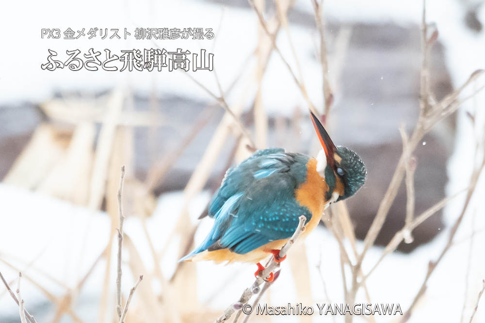 　撮影・柳沢雅彦