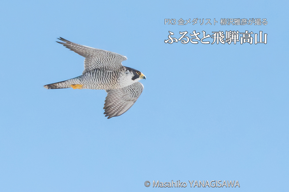 　撮影・柳沢雅彦