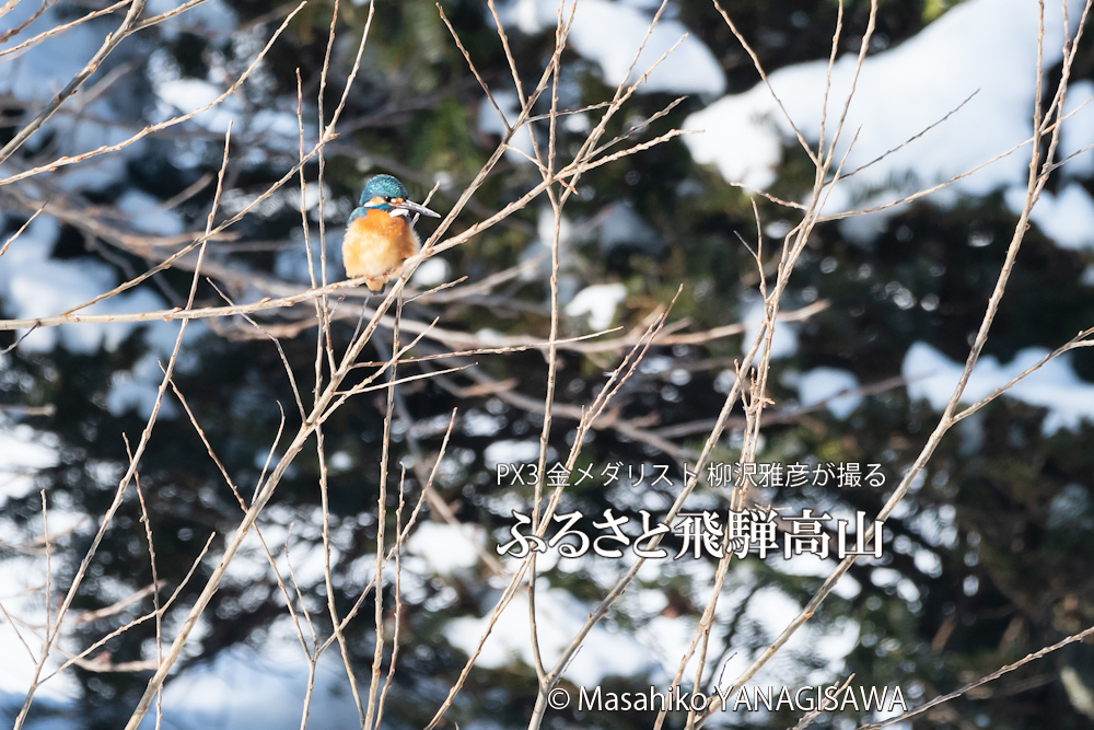 　撮影・柳沢雅彦