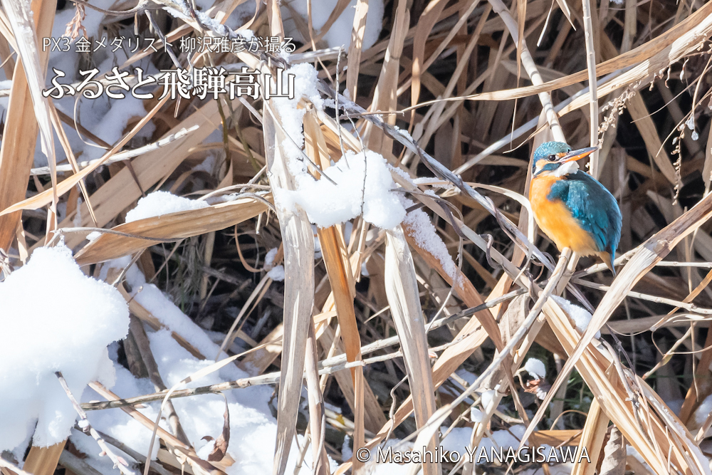 　撮影・柳沢雅彦