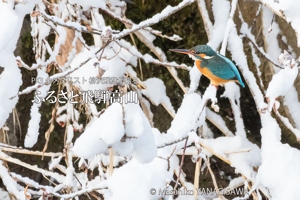 　撮影・柳沢雅彦