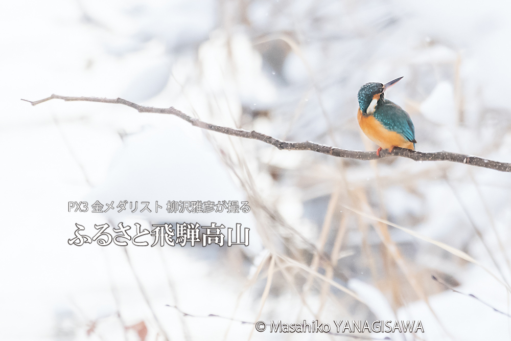 　撮影・柳沢雅彦