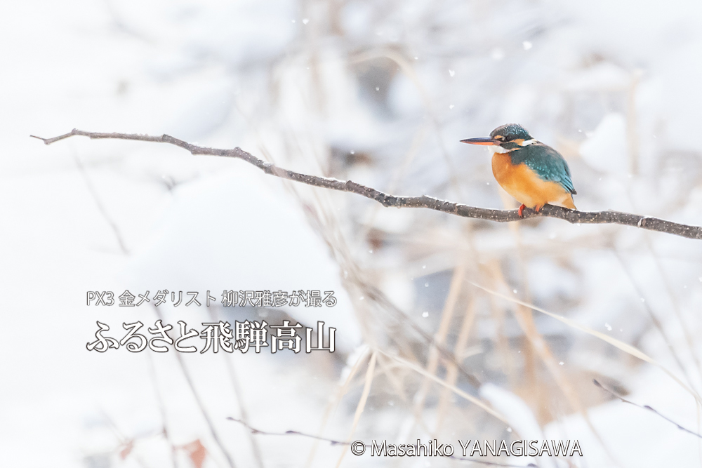 　撮影・柳沢雅彦