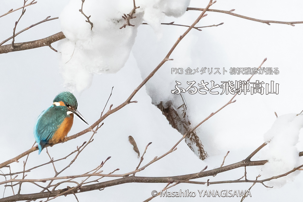 　撮影・柳沢雅彦