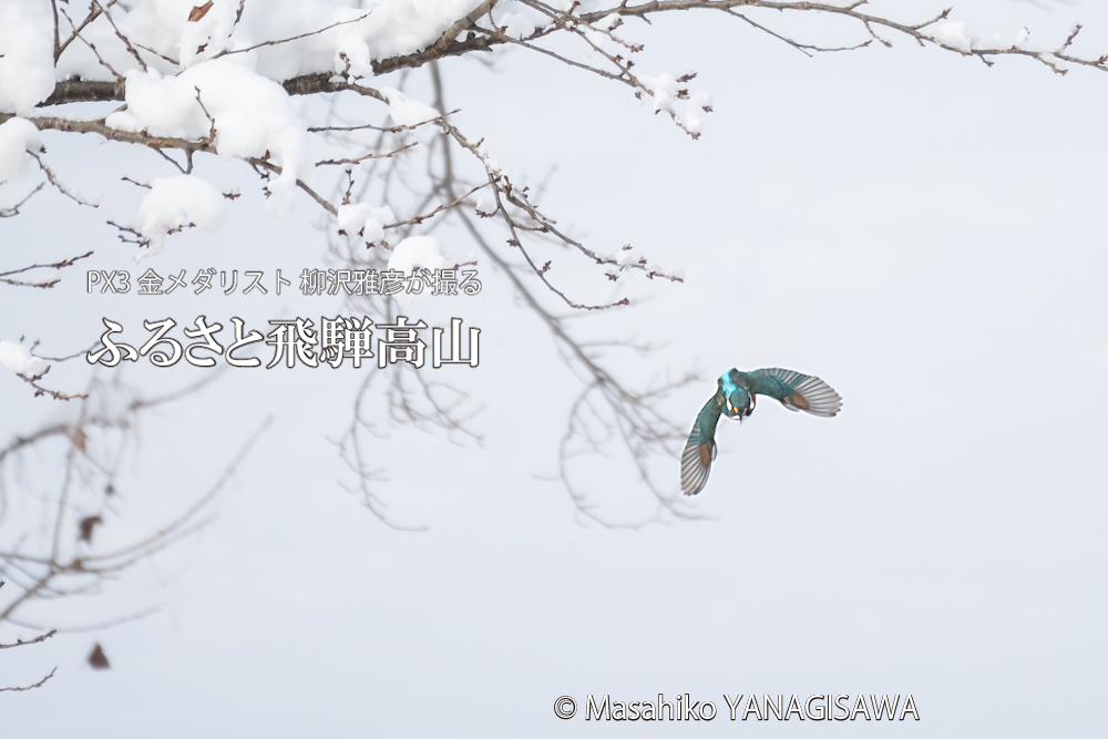 　撮影・柳沢雅彦