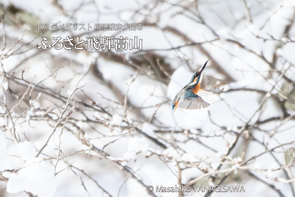 　撮影・柳沢雅彦