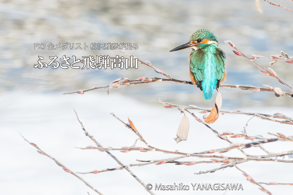 　撮影・柳沢雅彦