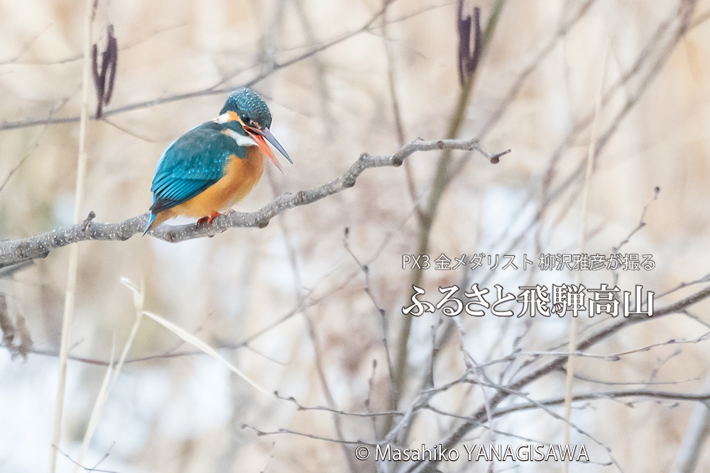 　撮影・柳沢雅彦