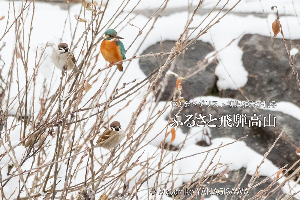 　撮影・柳沢雅彦
