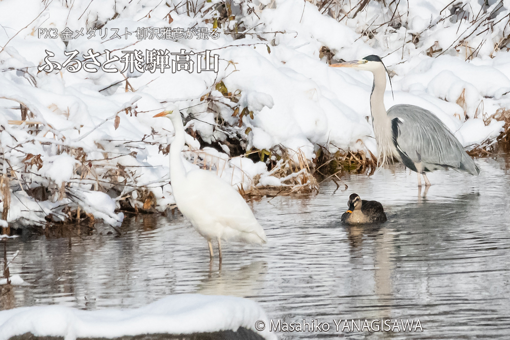 　撮影・柳沢雅彦