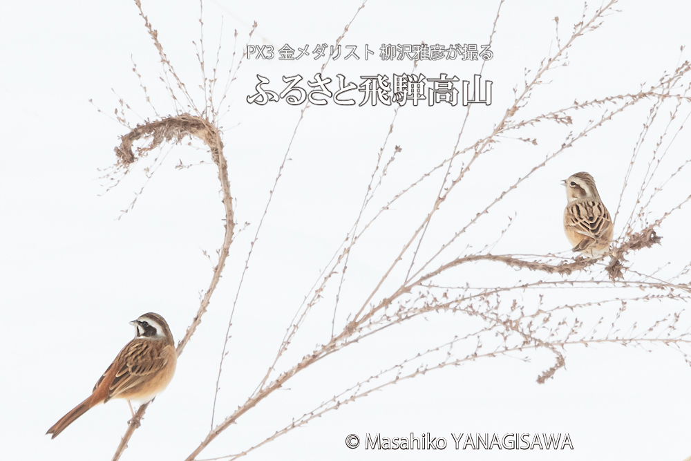 　撮影・柳沢雅彦