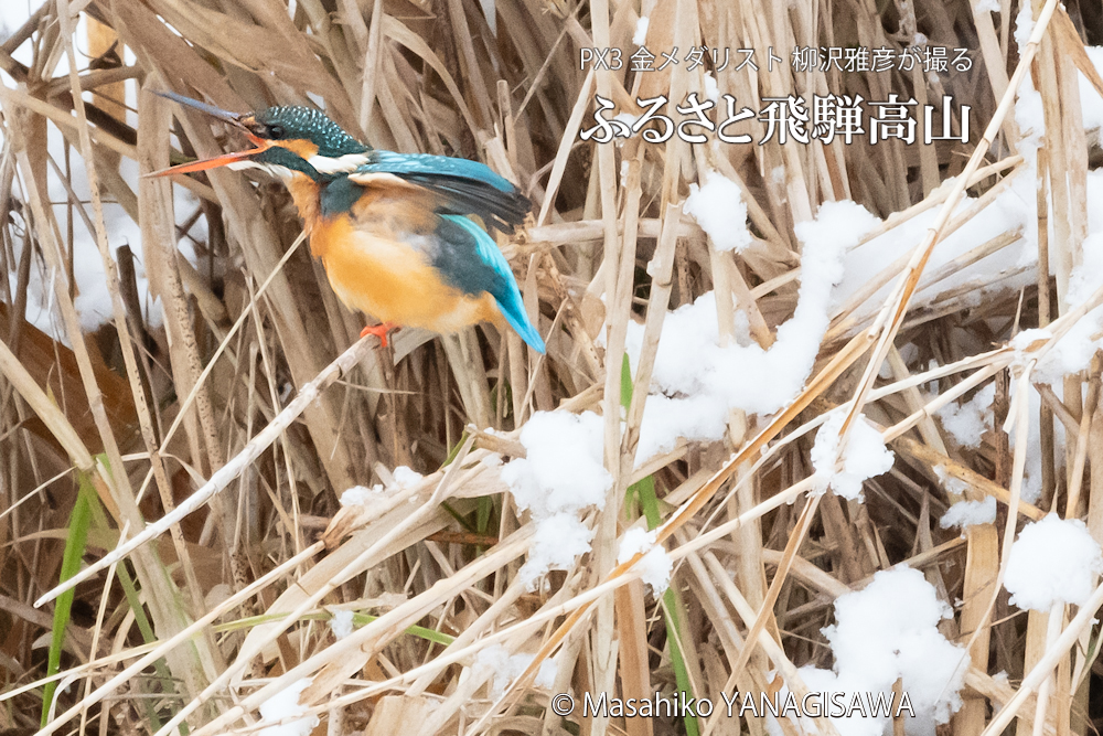 　撮影・柳沢雅彦