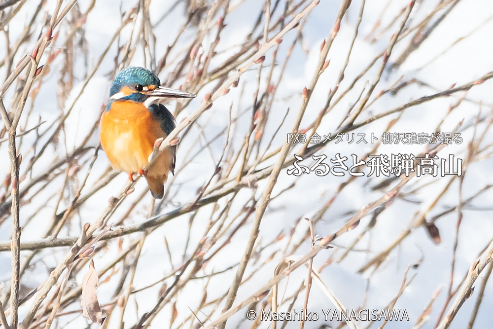 　撮影・柳沢雅彦