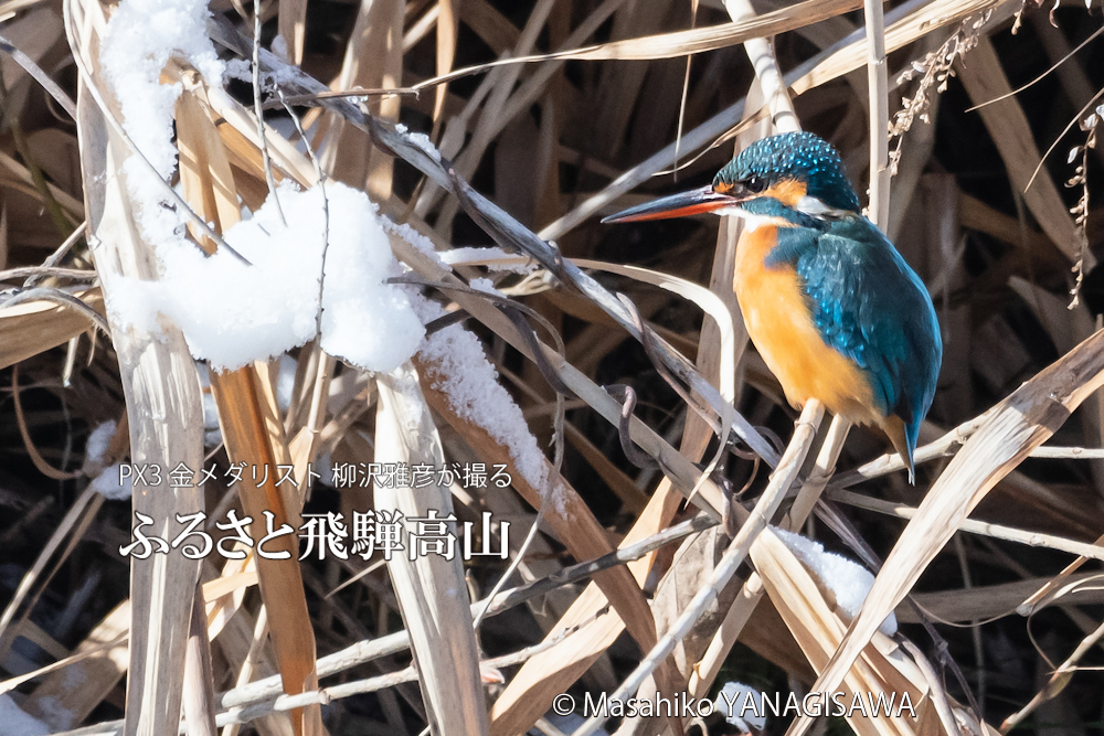 　撮影・柳沢雅彦