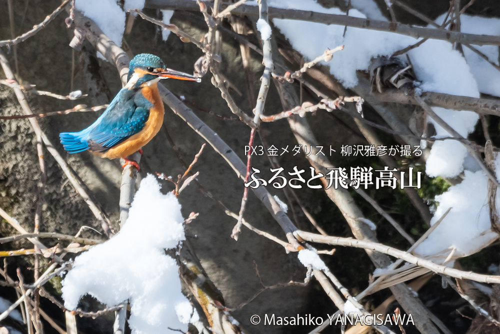 　撮影・柳沢雅彦