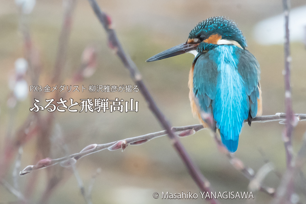 　撮影・柳沢雅彦