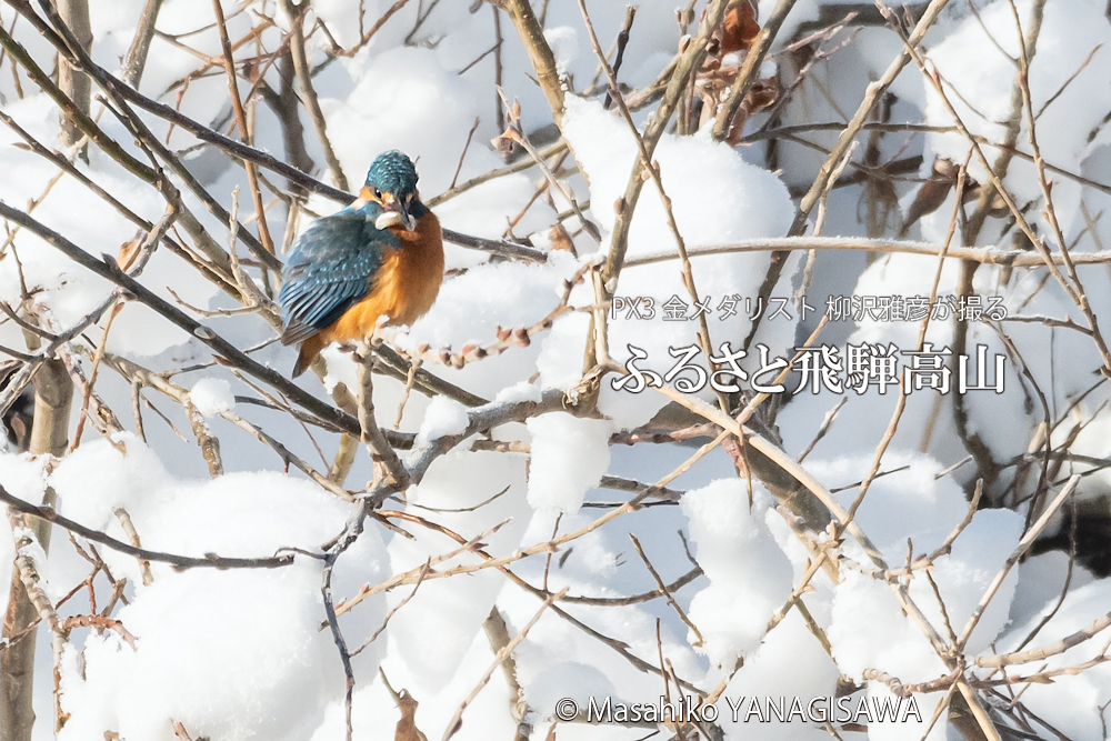 　撮影・柳沢雅彦