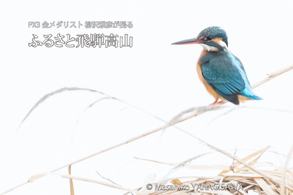 　撮影・柳沢雅彦