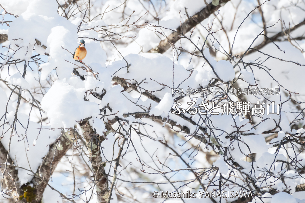 　撮影・柳沢雅彦