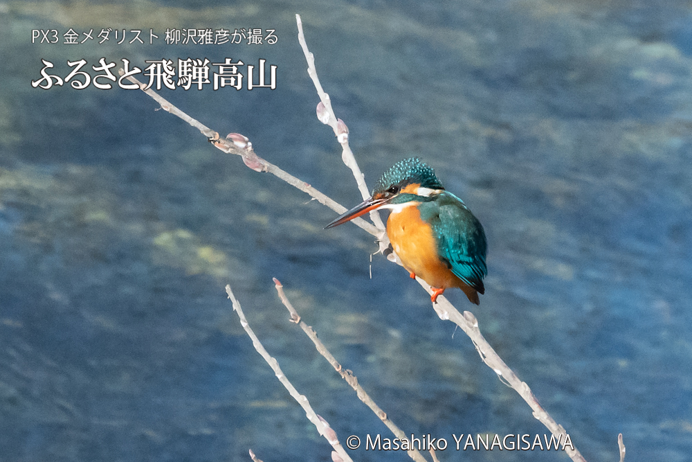 　撮影・柳沢雅彦