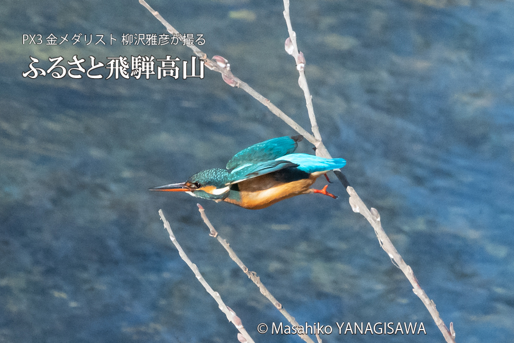 　撮影・柳沢雅彦