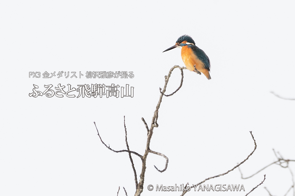 　撮影・柳沢雅彦