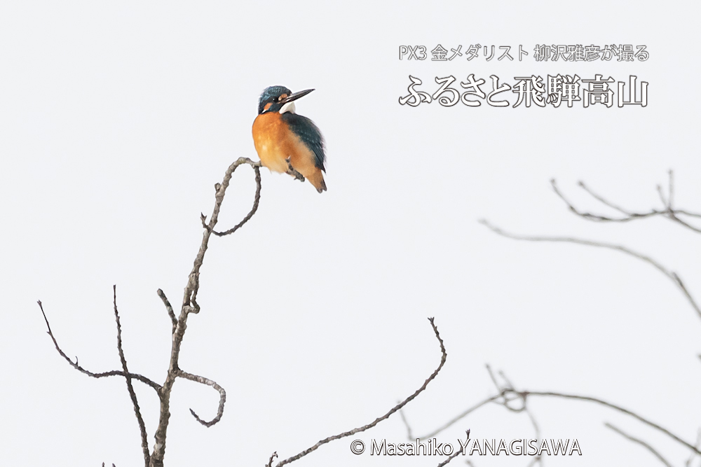 　撮影・柳沢雅彦