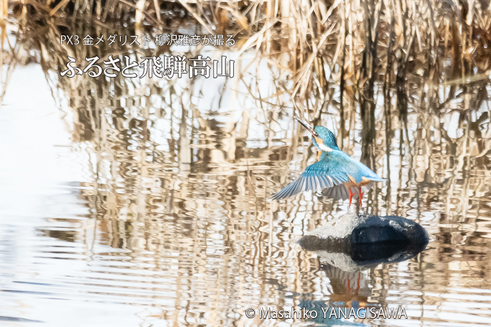 　撮影・柳沢雅彦