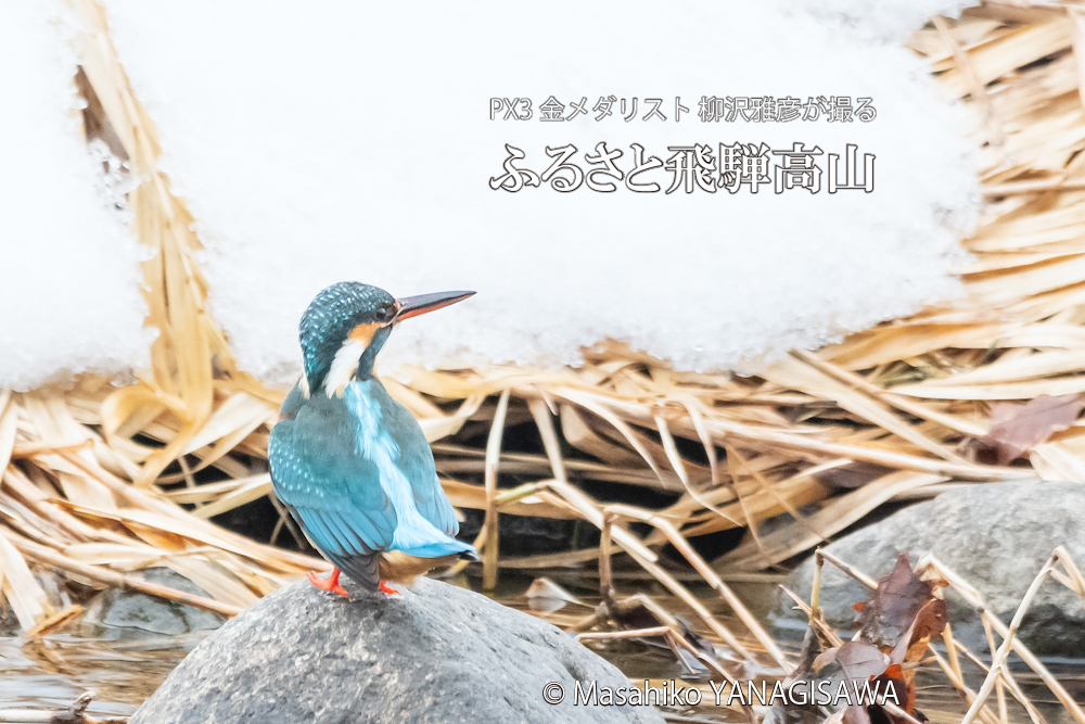 　撮影・柳沢雅彦