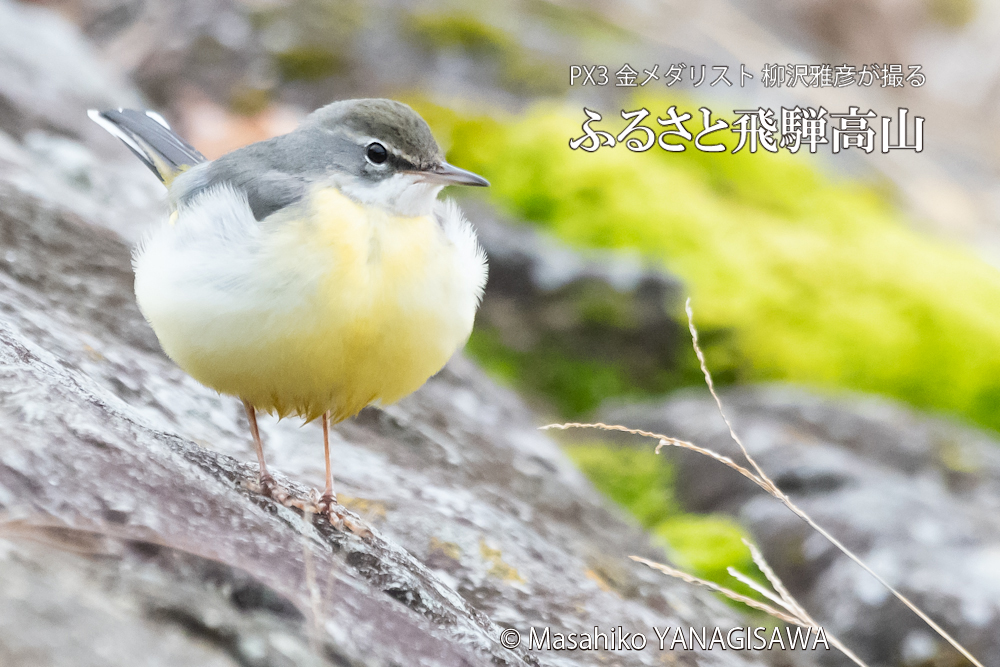 　撮影・柳沢雅彦