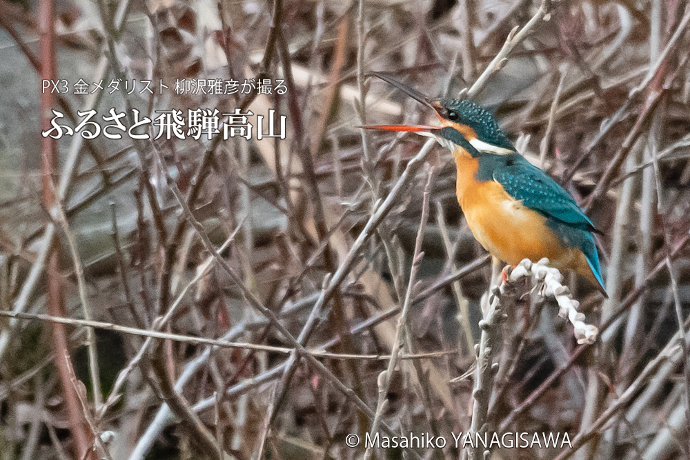 　撮影・柳沢雅彦