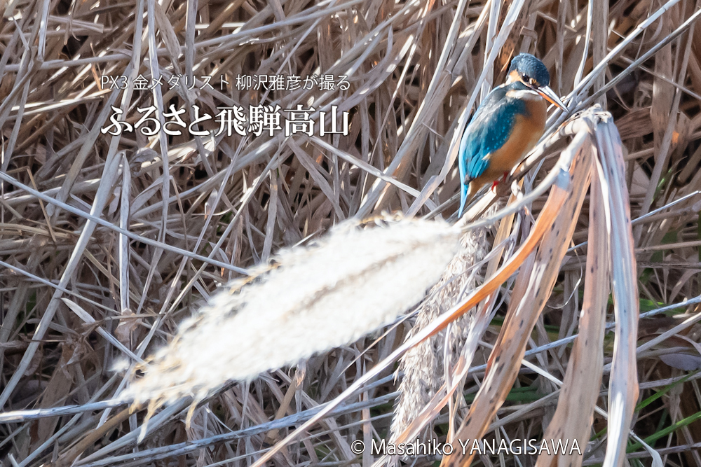 　撮影・柳沢雅彦